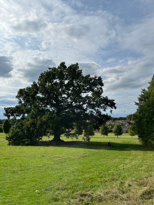 Free A beautiful oak tree under a dramatic sky in a green park setting, emblem of natural beauty. Stock Photo