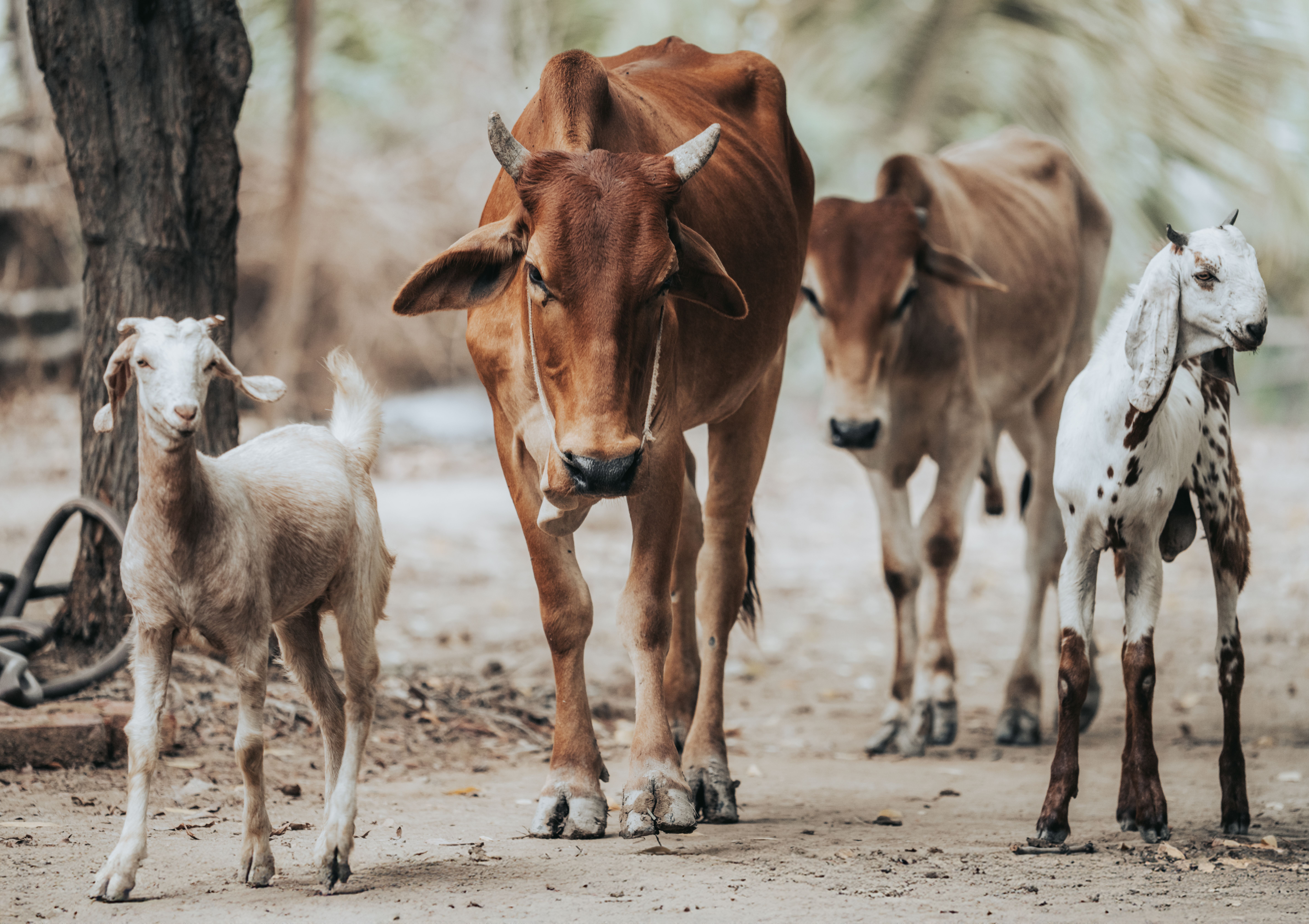 Cows and Goats Walking in Pastoral Farm Setting · Free Stock Photo
