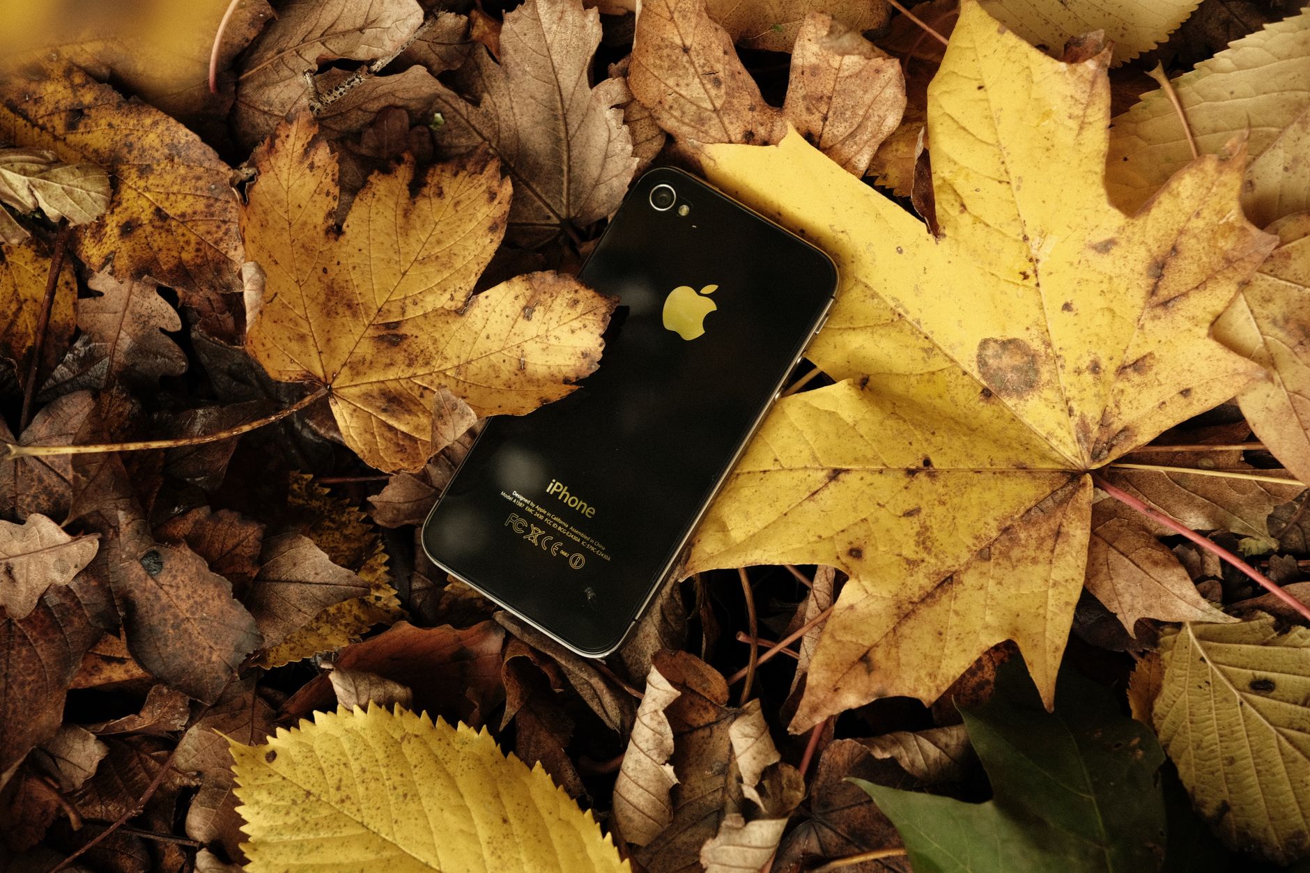 Black smartphone resting on colorful autumn leaves, showcasing fall ambiance.