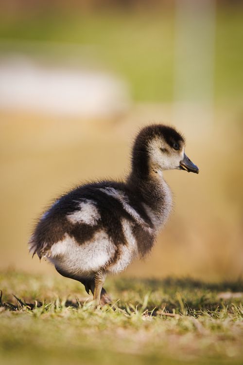 Free Adorable fluffy gosling standing on grass in a sunny spring field. Perfect wildlife shot. Stock Photo
