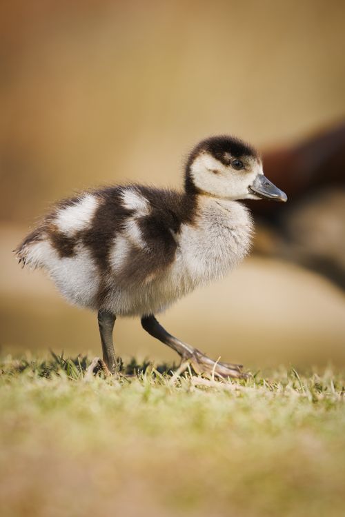 Free A cute duckling walks on grass in a sunny outdoor setting, showcasing nature's beauty. Stock Photo