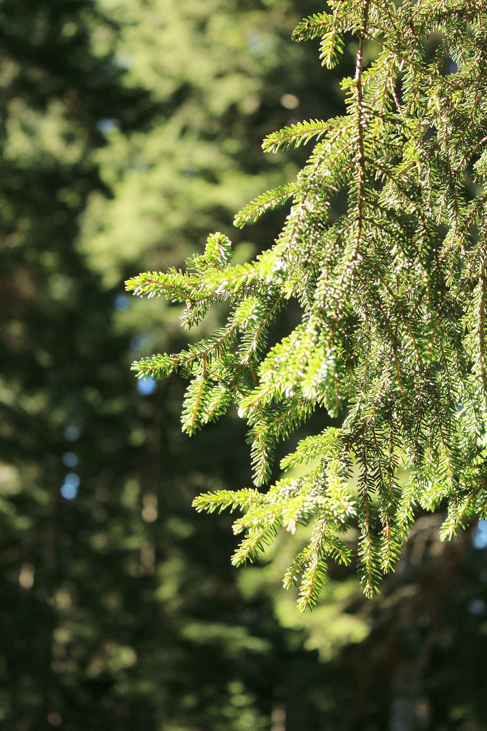 Close Up of Evergreen Branch in Sunlight · Free Stock Photo