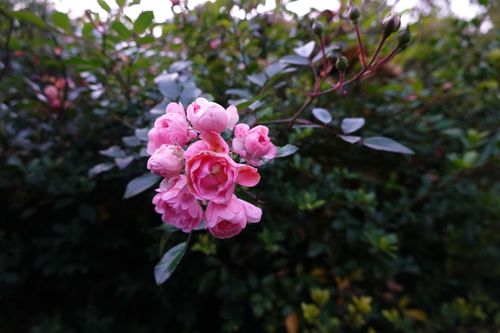 Free Close-up of vibrant pink roses in a garden setting, Zabrze, Poland. Stock Photo