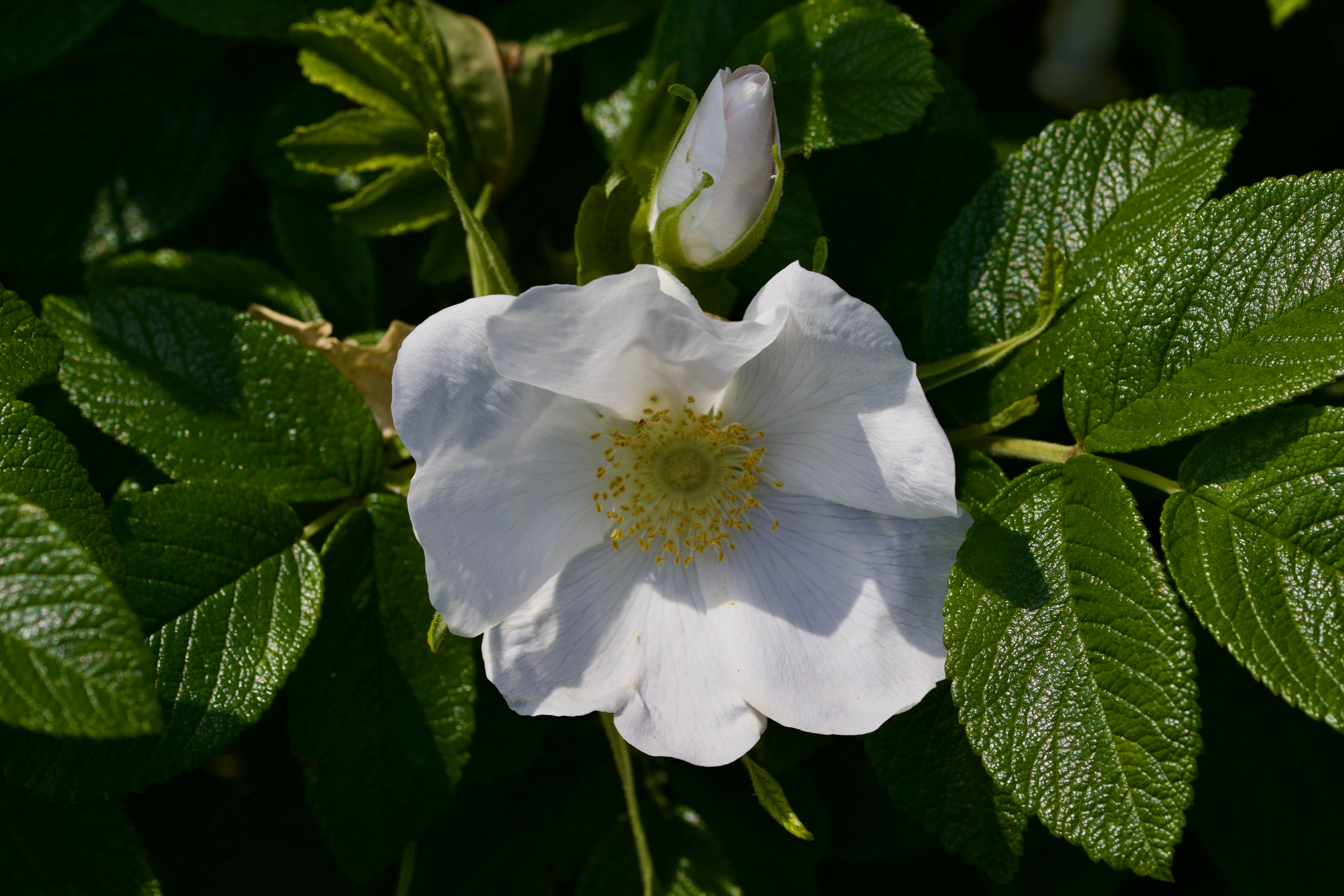 White Rose Blooming in Lush Green Foliage · Free Stock Photo
