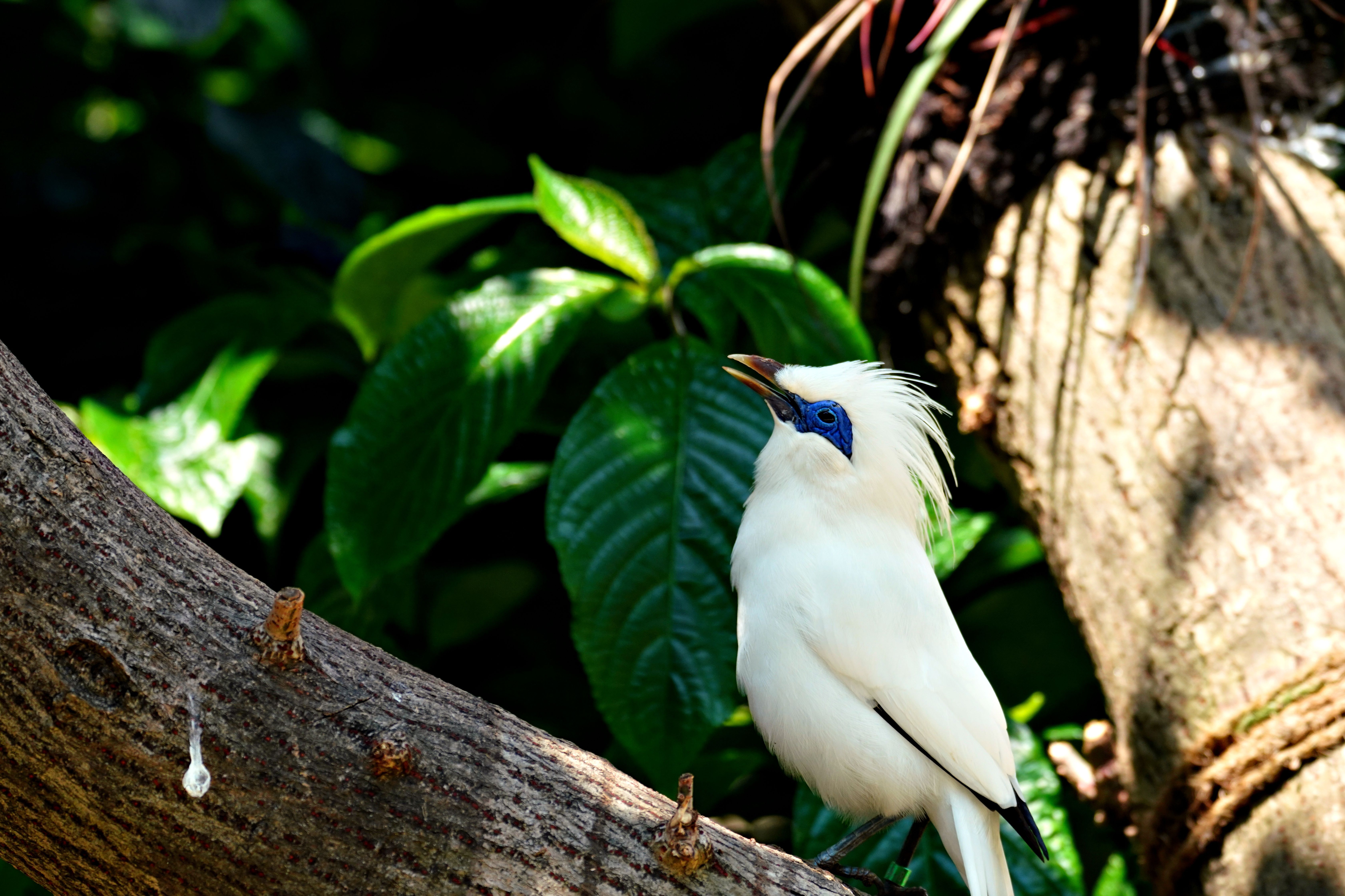 Critically endangered Bali starling with white plumage perched in dry forest at West Bali National Park