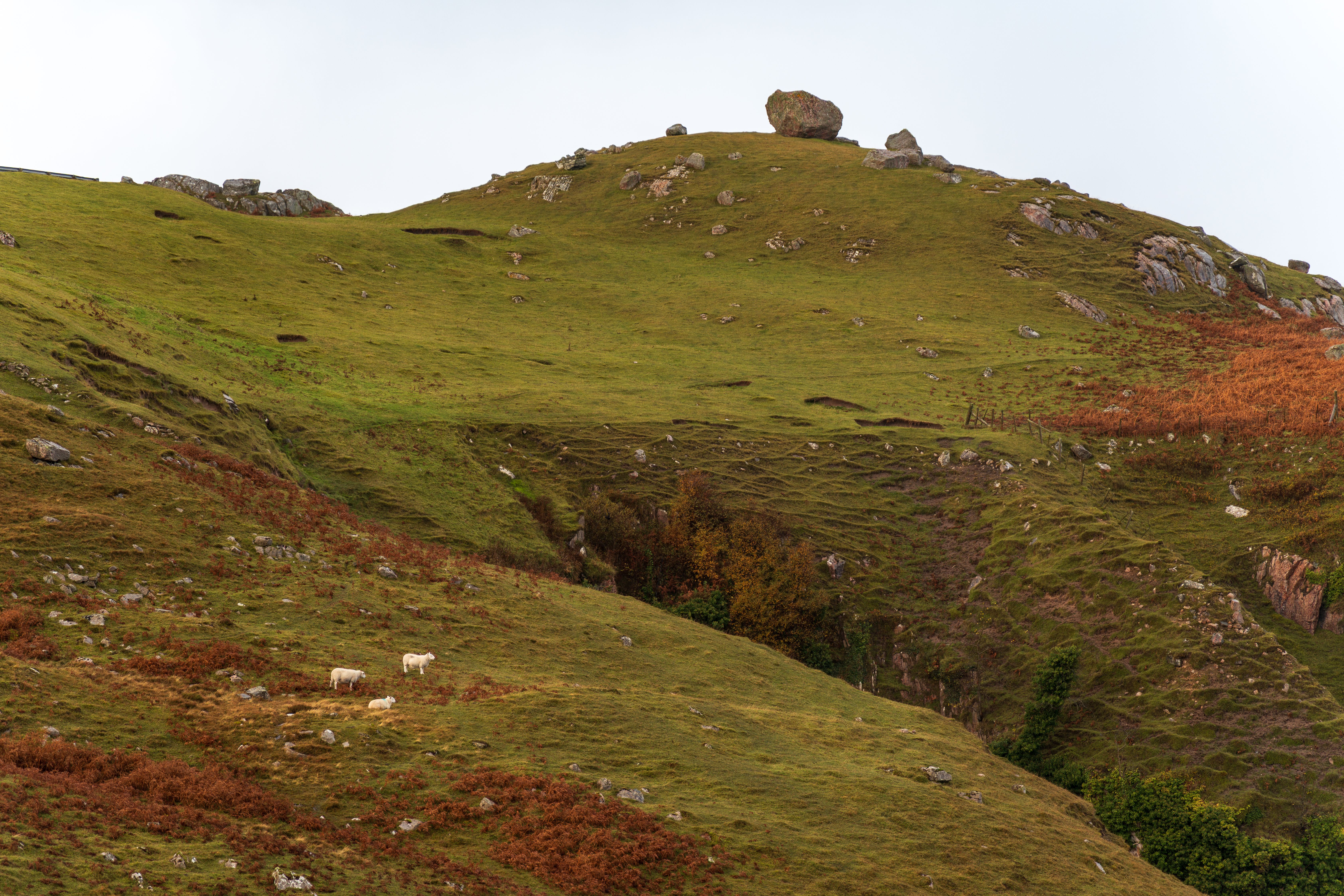 Rolling Hills with Sheep Grazing on Green Pasture · Free Stock Photo