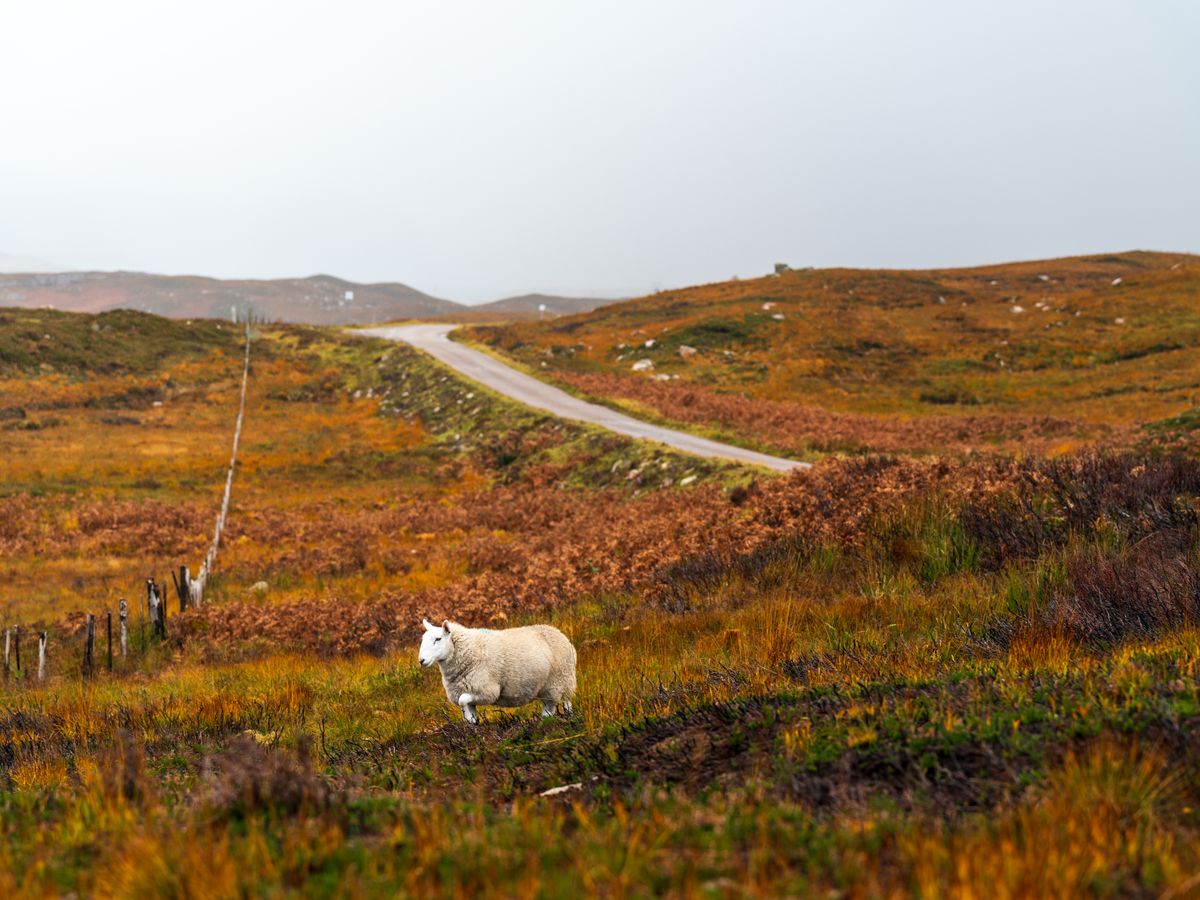6 Day Sound and Voice Healing Retreat in Scotland 2