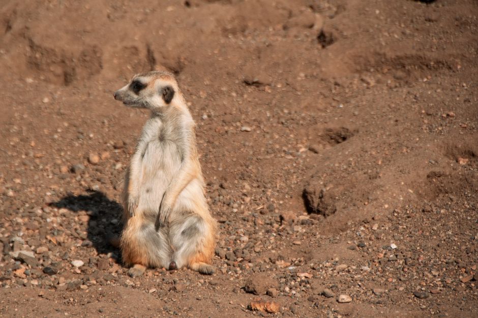 トルコのエスキシェヒル動物園の砂地で日光の下、警戒しながら立っているミーアキャット。