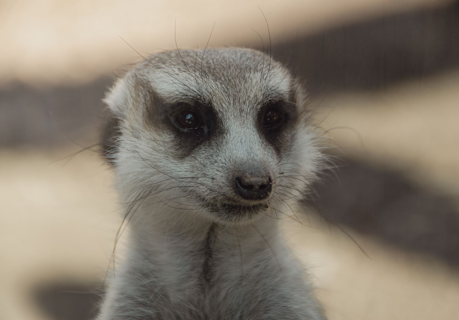 Portrait of a ferret at a veterinary clinic
