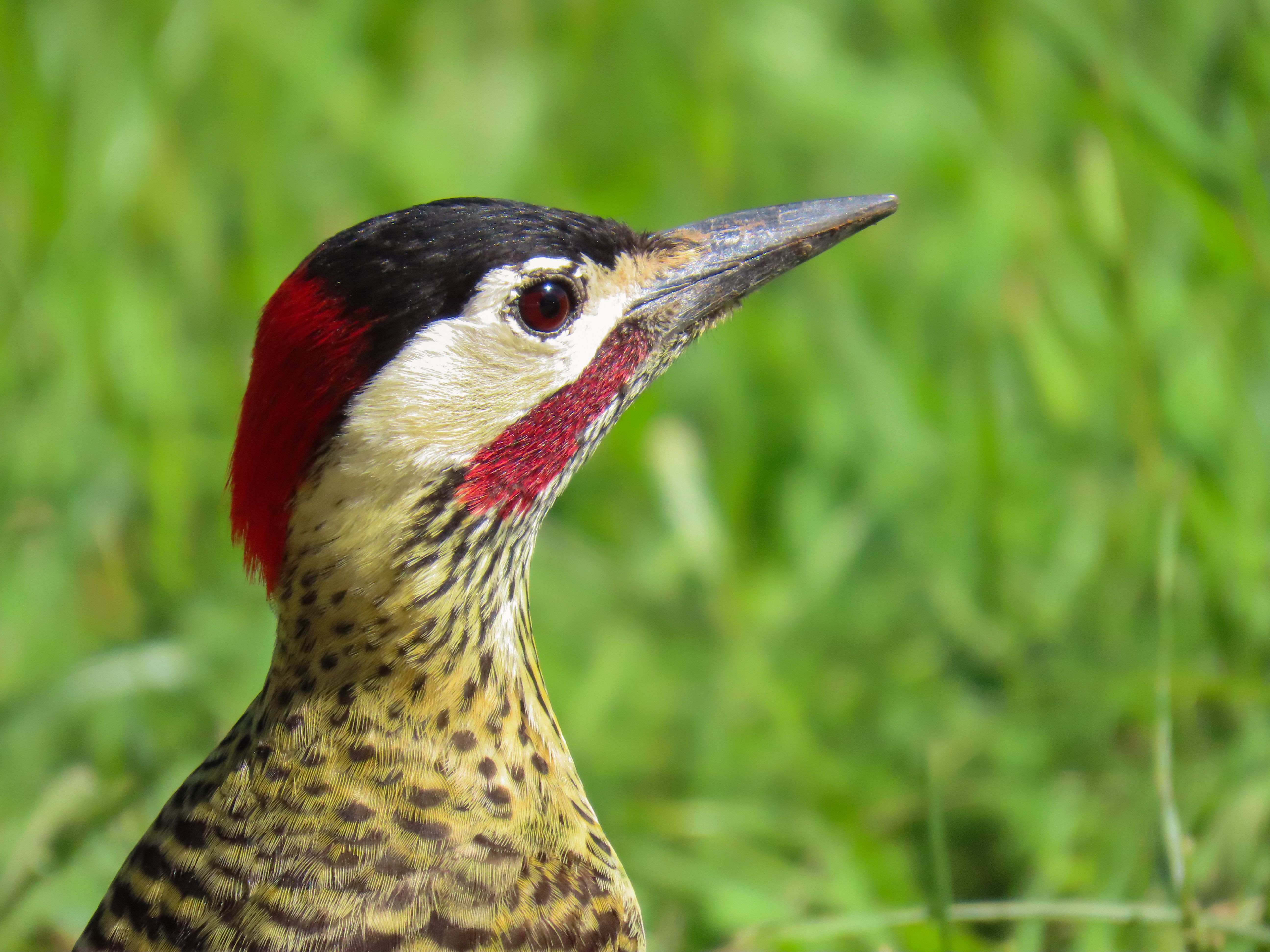 Pica Pau Colorido No Rio Grande Do Sul · Foto profissional gratuita