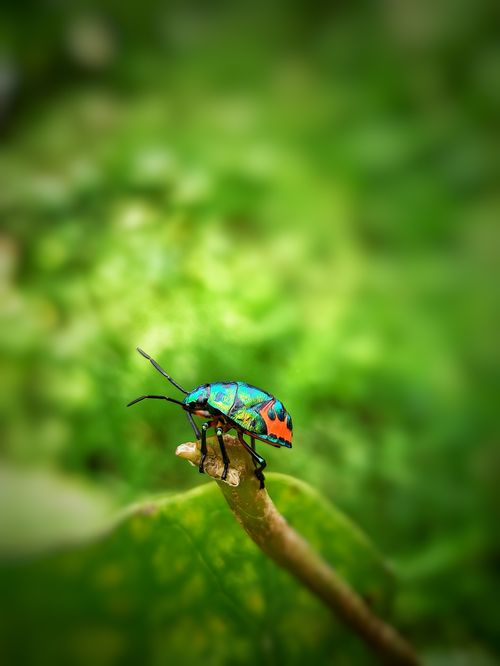 Free Colorful jewel bug sitting on a green leafy branch, showcasing nature's vibrant beauty. Stock Photo
