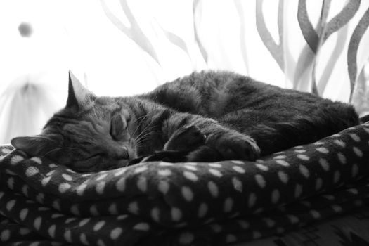 A beautiful cat peacefully sleeping on a soft, patterned blanket by a window with natural light filtering through.