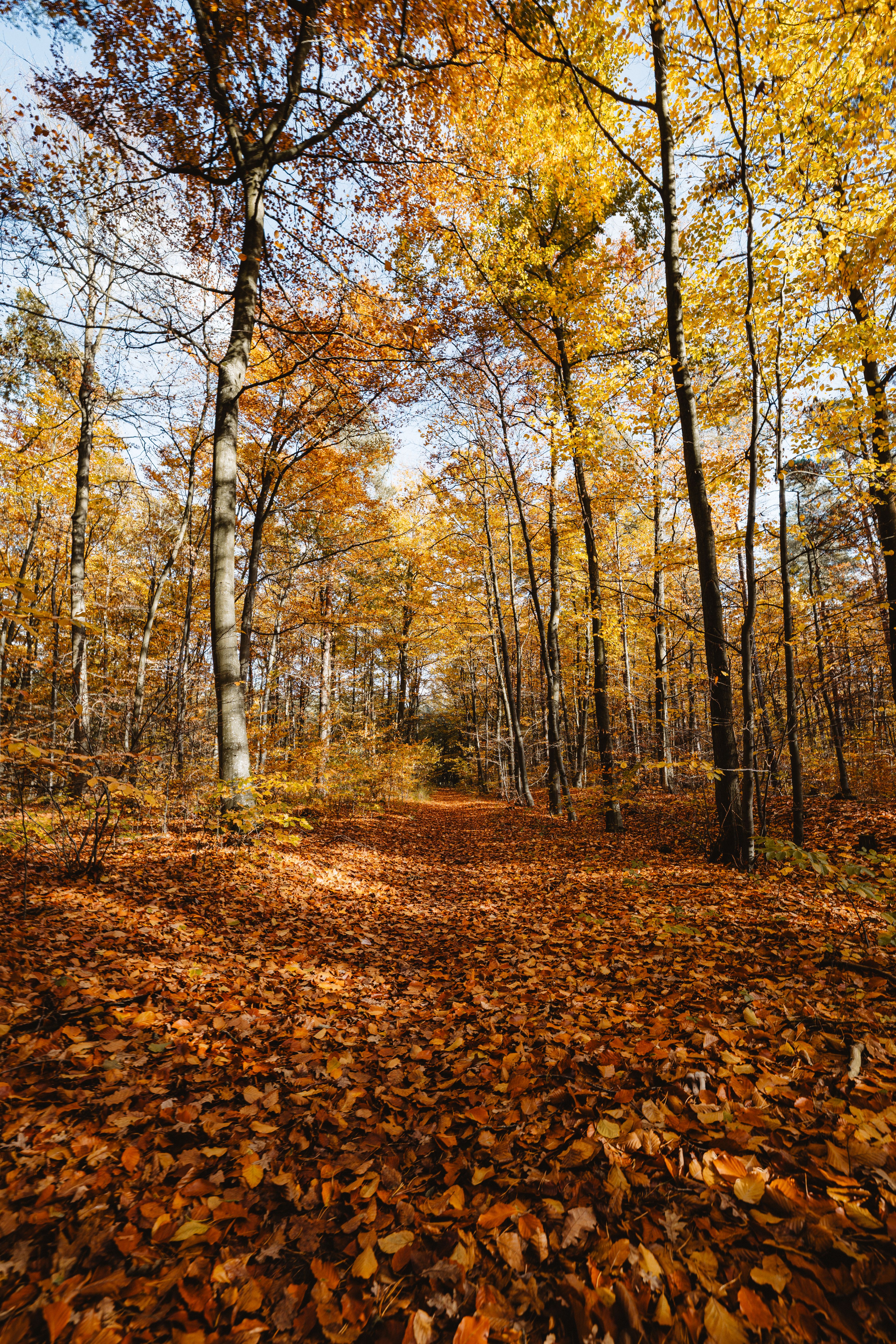 Sunlit Autumn Forest Pathway with Fallen Leaves · Free Stock Photo