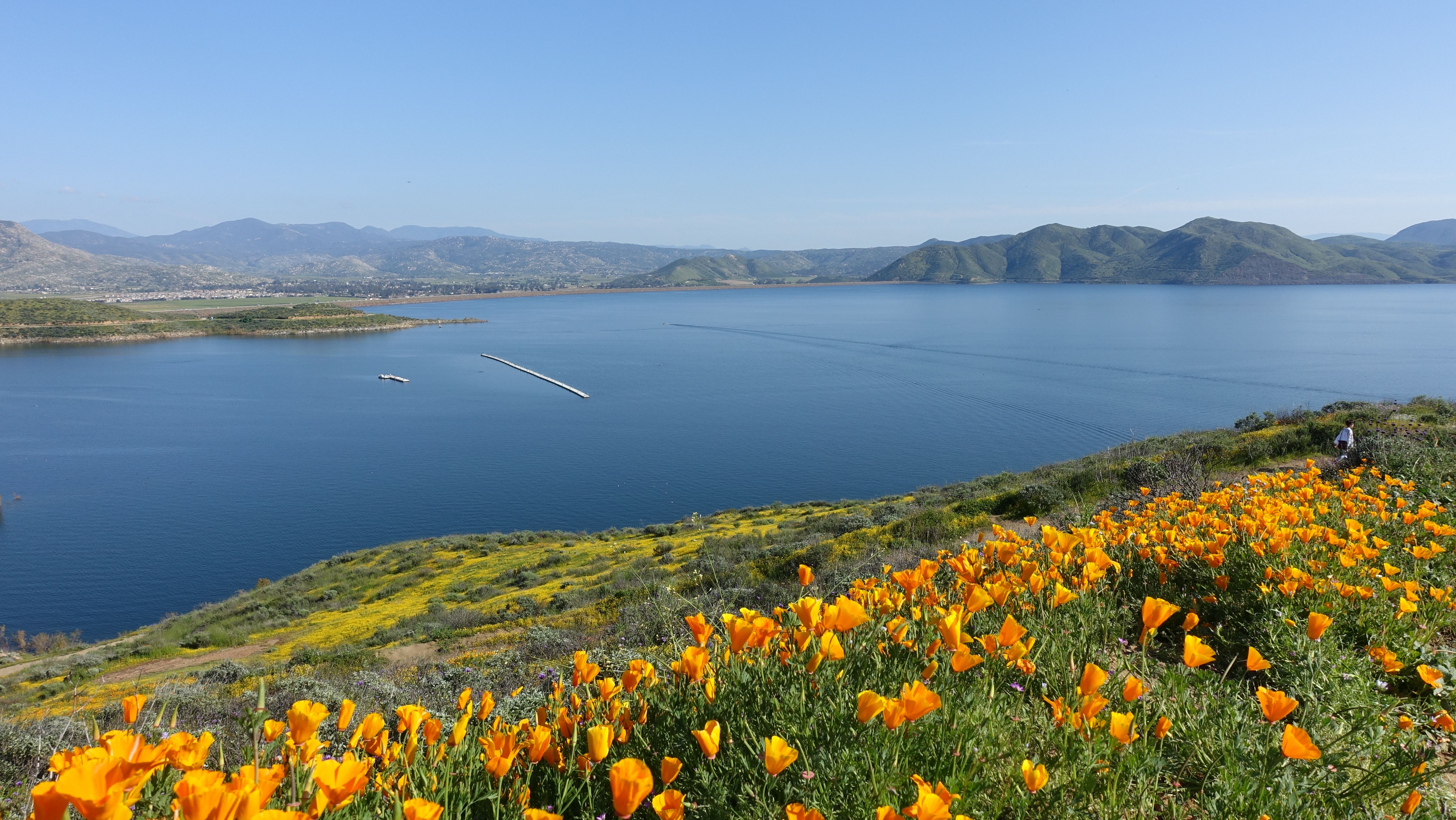 A Southern California reservoir ringed by golden hills and blooming wildflowers under a clear sky.