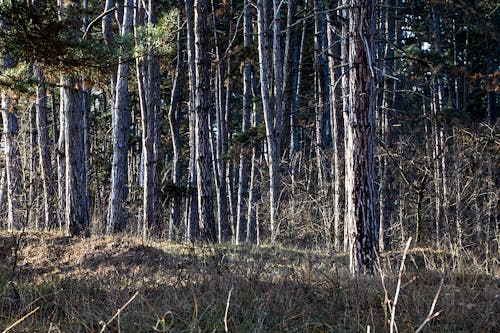 Foto profissional grátis de floresta