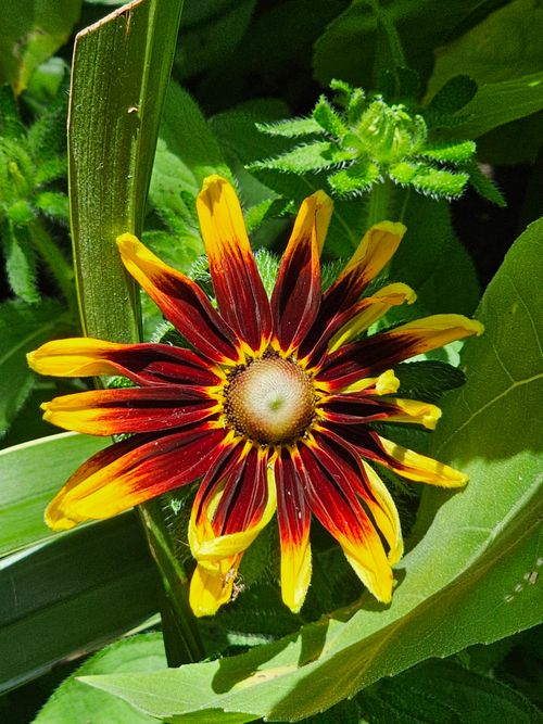 Free Close-up of a vivid Gazania flower with striking red and yellow petals surrounded by lush green foliage. Stock Photo