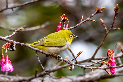 Free A Japanese White-eye bird perched on a sakura branch with vibrant pink blossoms. Stock Photo