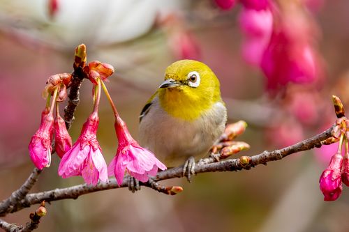 Free A Japanese White-eye bird perched on a cherry blossom branch with vibrant pink flowers. Stock Photo