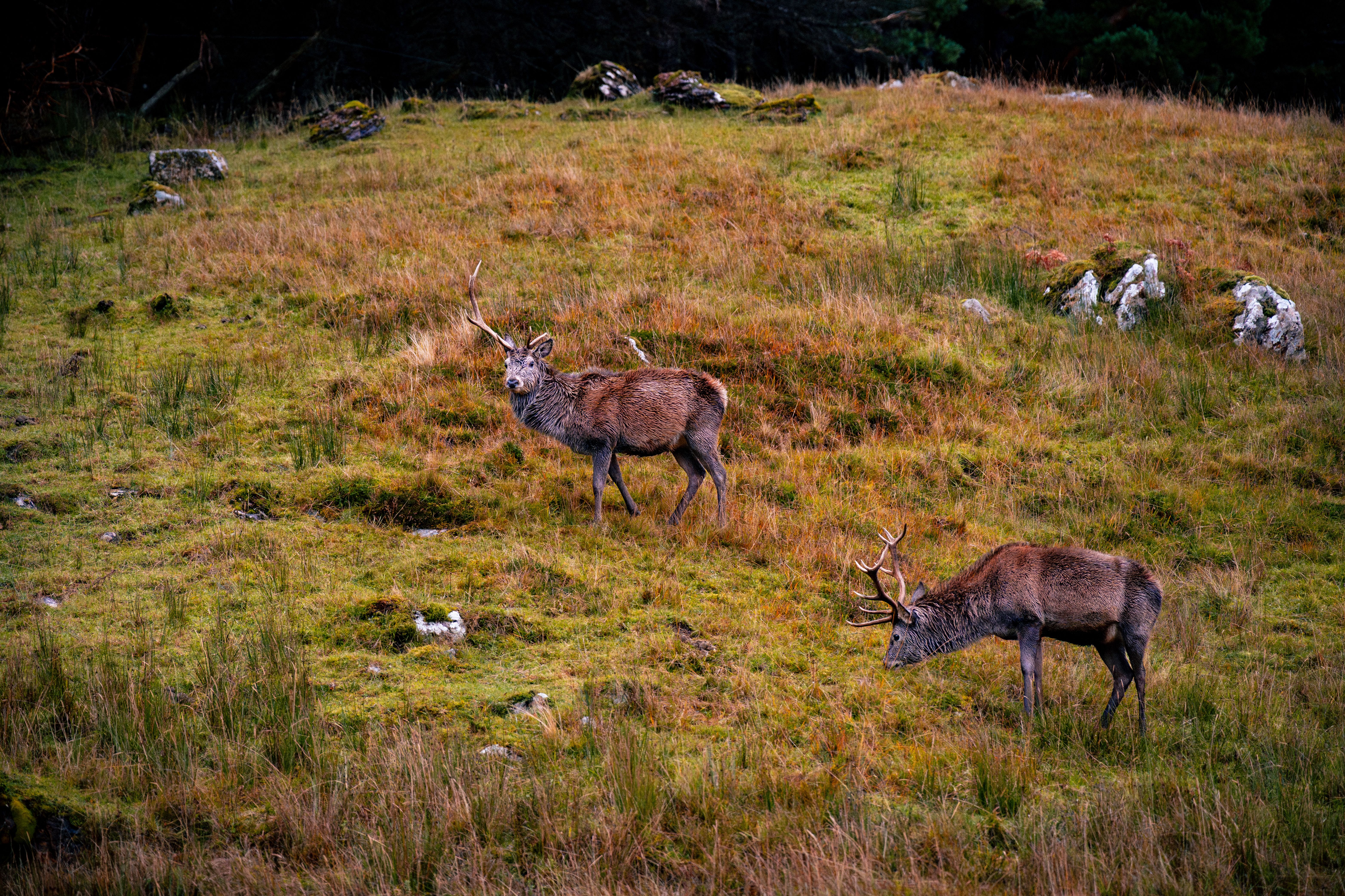 Scottish Highlands Wildlife Spotting: Dolphins, Whales, Seals, and the Elusive Golden Eagle