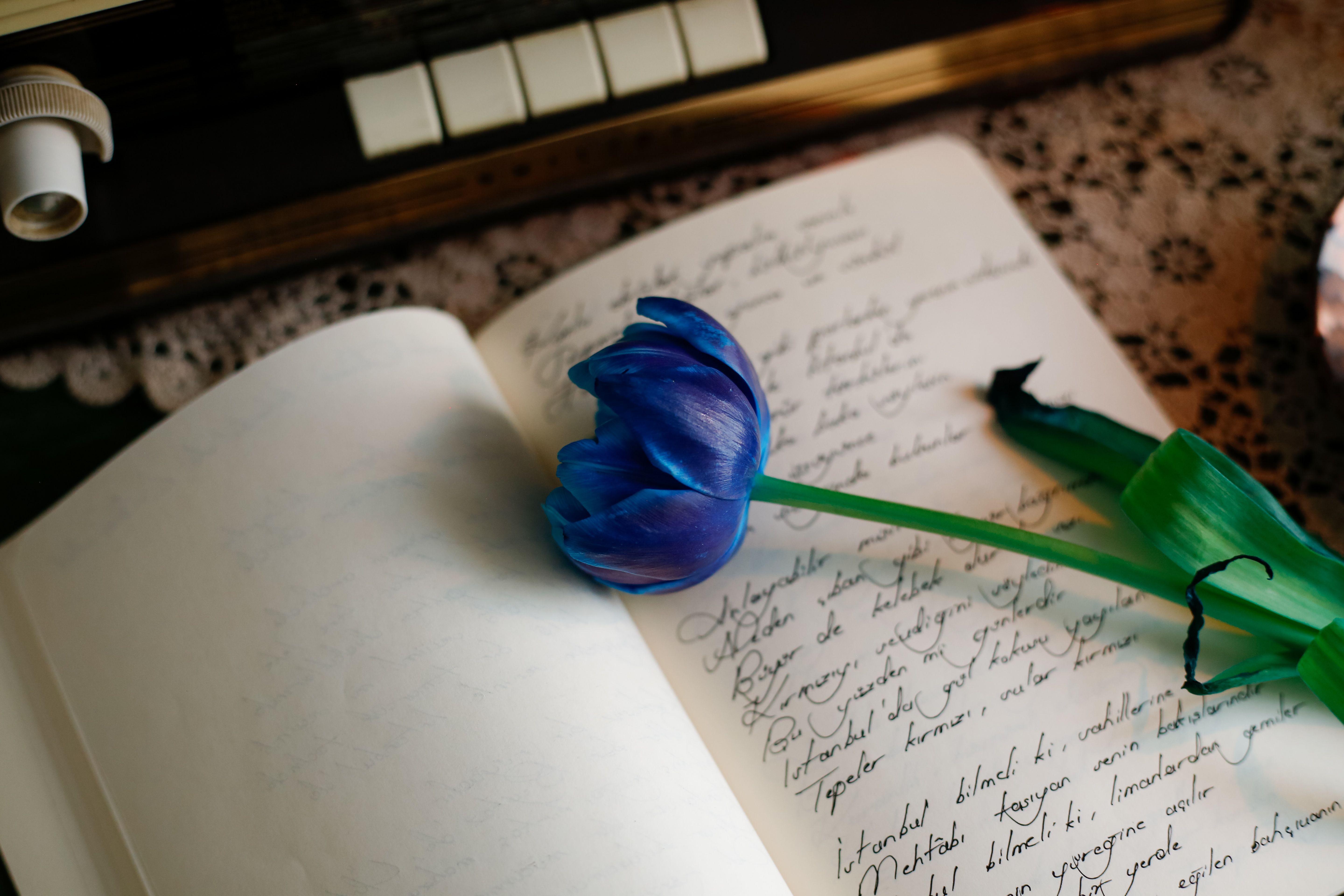 A serene composition featuring a vibrant blue tulip resting on an open handwritten journal, evoking nostalgia and elegance.