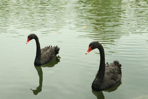 Free Pair of black swans swimming peacefully on a serene lake surface. Stock Photo