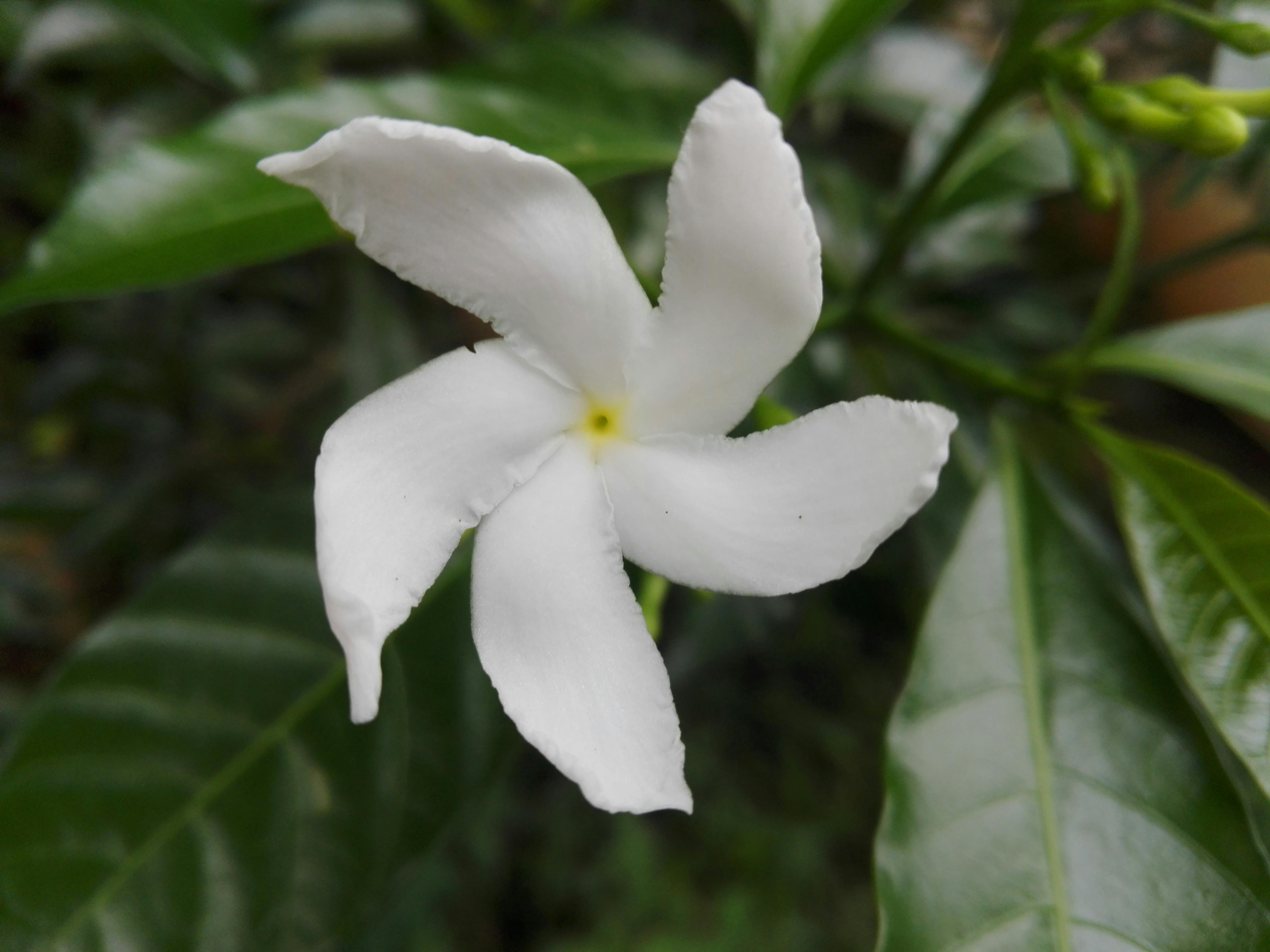 Flowers Bloom At Night In Sri Lanka Best Flower Site