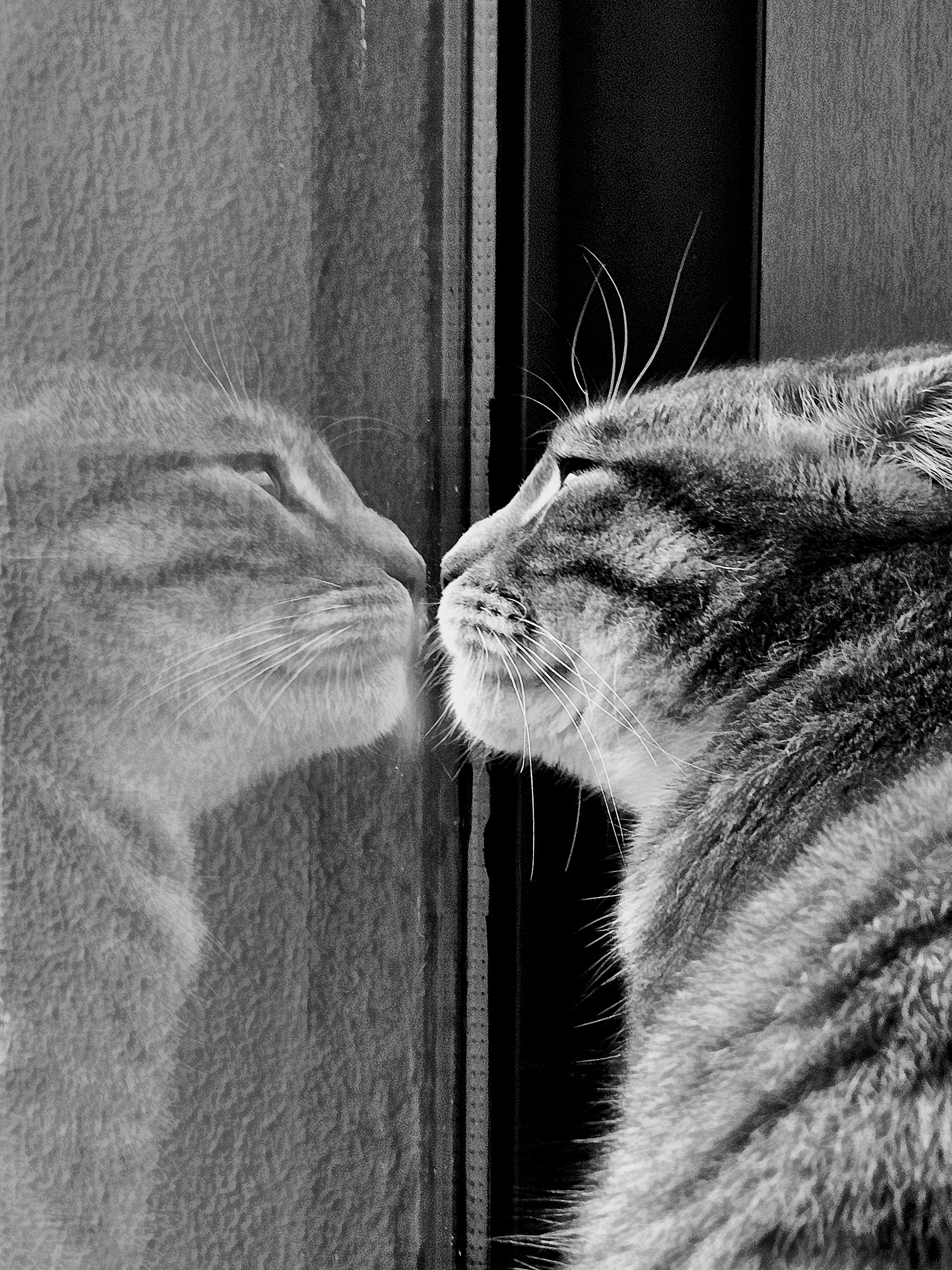 Black and White Cat Reflecting on Glass · Free Stock Photo