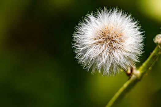 Macro shot of a fluffy dandelion seed head against a vibrant green background, highlighting its delicate structure.