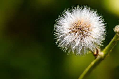 Free Macro shot of a fluffy dandelion seed head against a vibrant green background, highlighting its delicate structure. Stock Photo