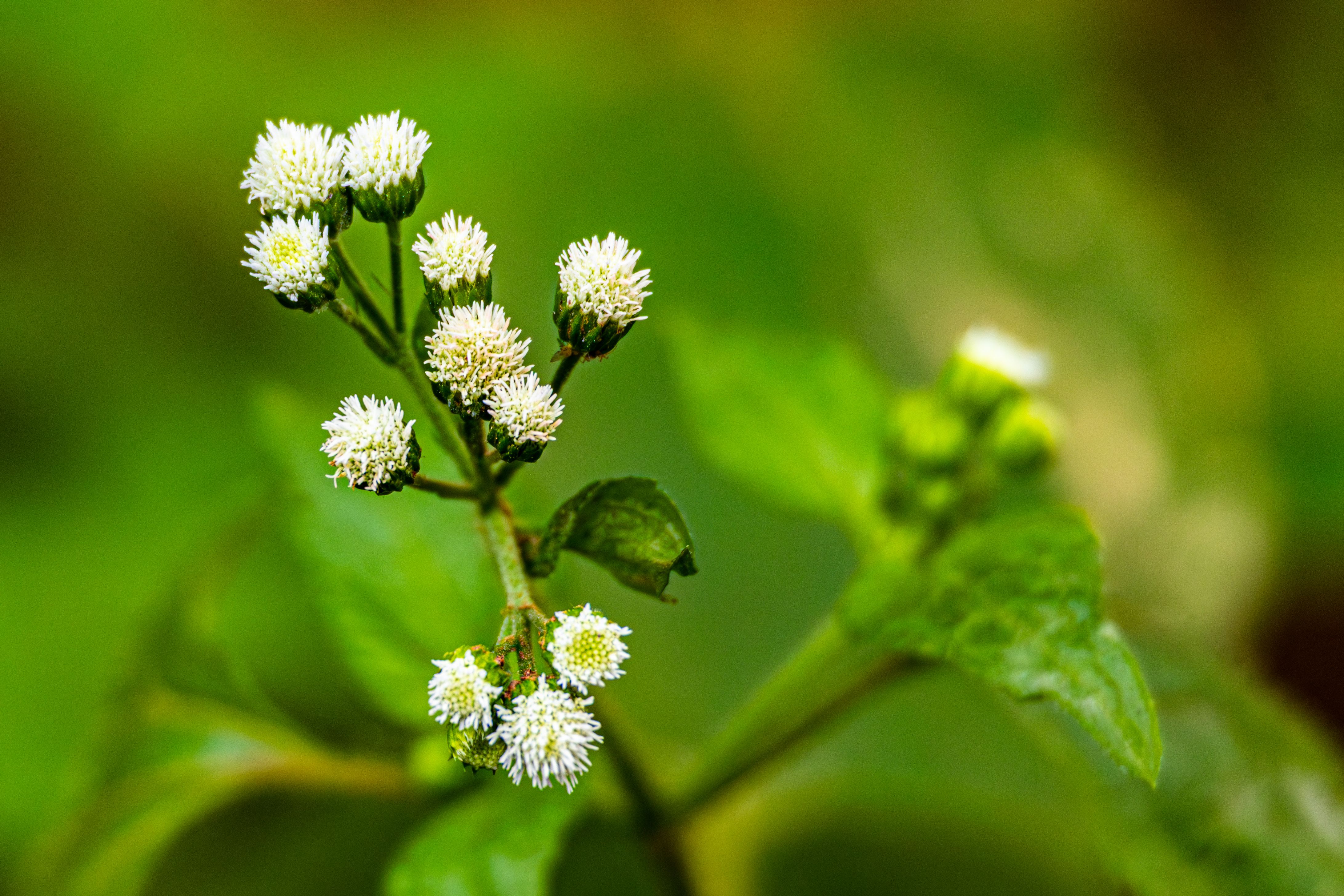 White Panax Ginseng Natural Herb