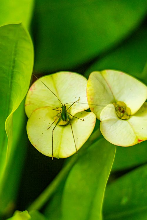 Free Close-up of a bug resting on Euphorbia flowers with vibrant green leaves, showcasing natural beauty. Stock Photo