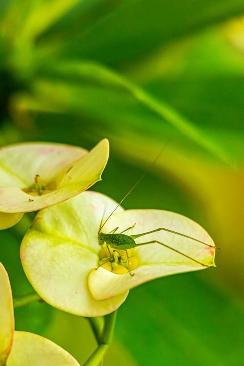 Free Close-up photo of a vibrant green grasshopper perched on a flowering plant outdoors. Stock Photo