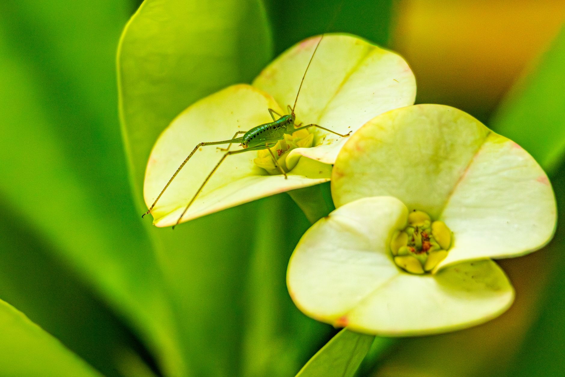 Close-up of a green insect sitting on white flowers with lush green foliage.