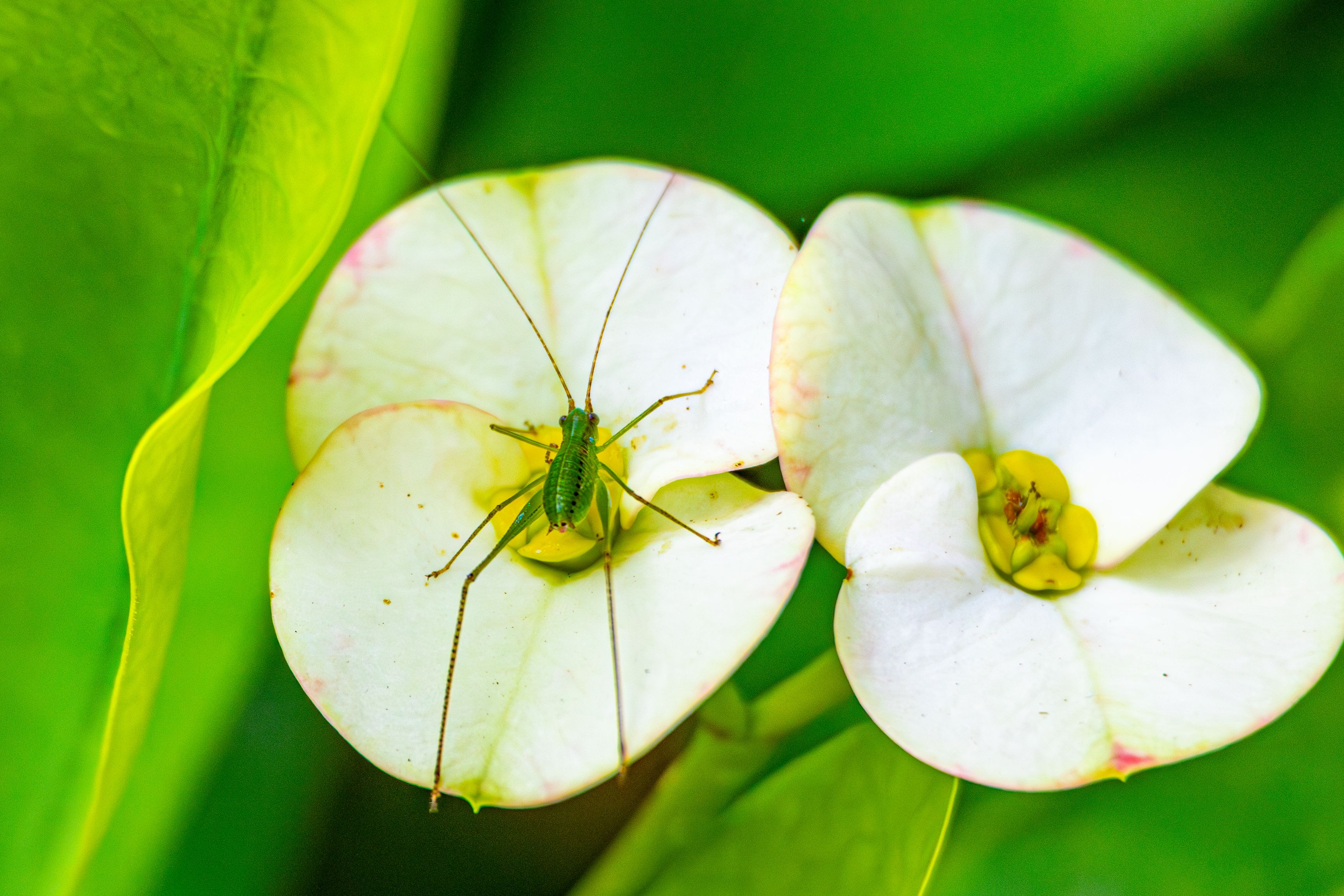 Close-up of a green grasshopper sitting on a white euphorbia flower, surrounded by lush green leaves.