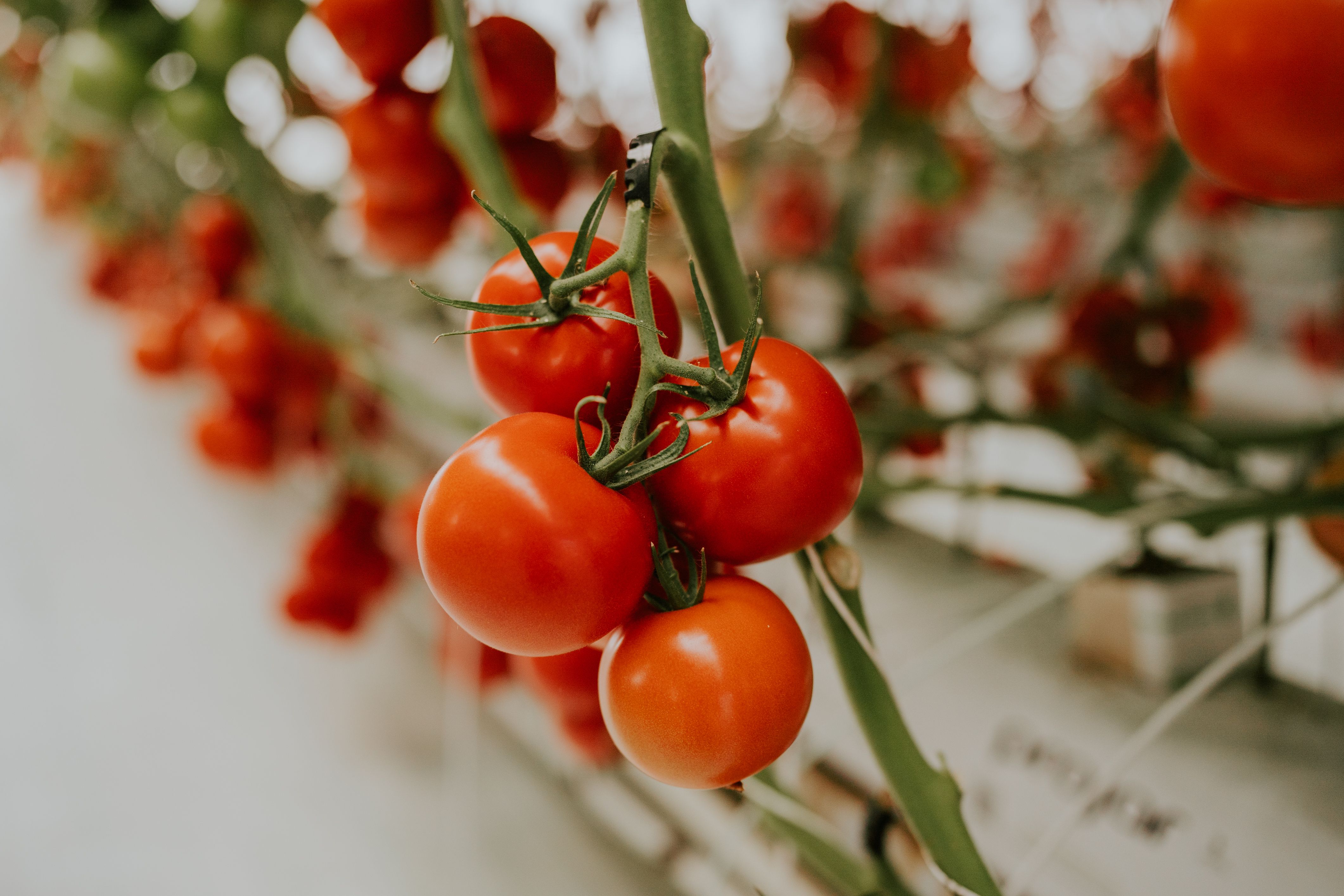 Tomatoes get flavor boost from green bin compost