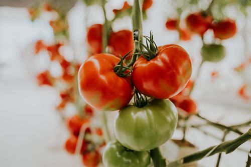 Free Vibrant close-up of red and green tomatoes on the vine in soft focus background. Stock Photo
