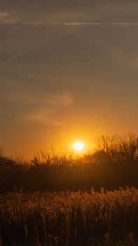 A beautiful sunset casting warm hues over a tranquil field with silhouetted trees.