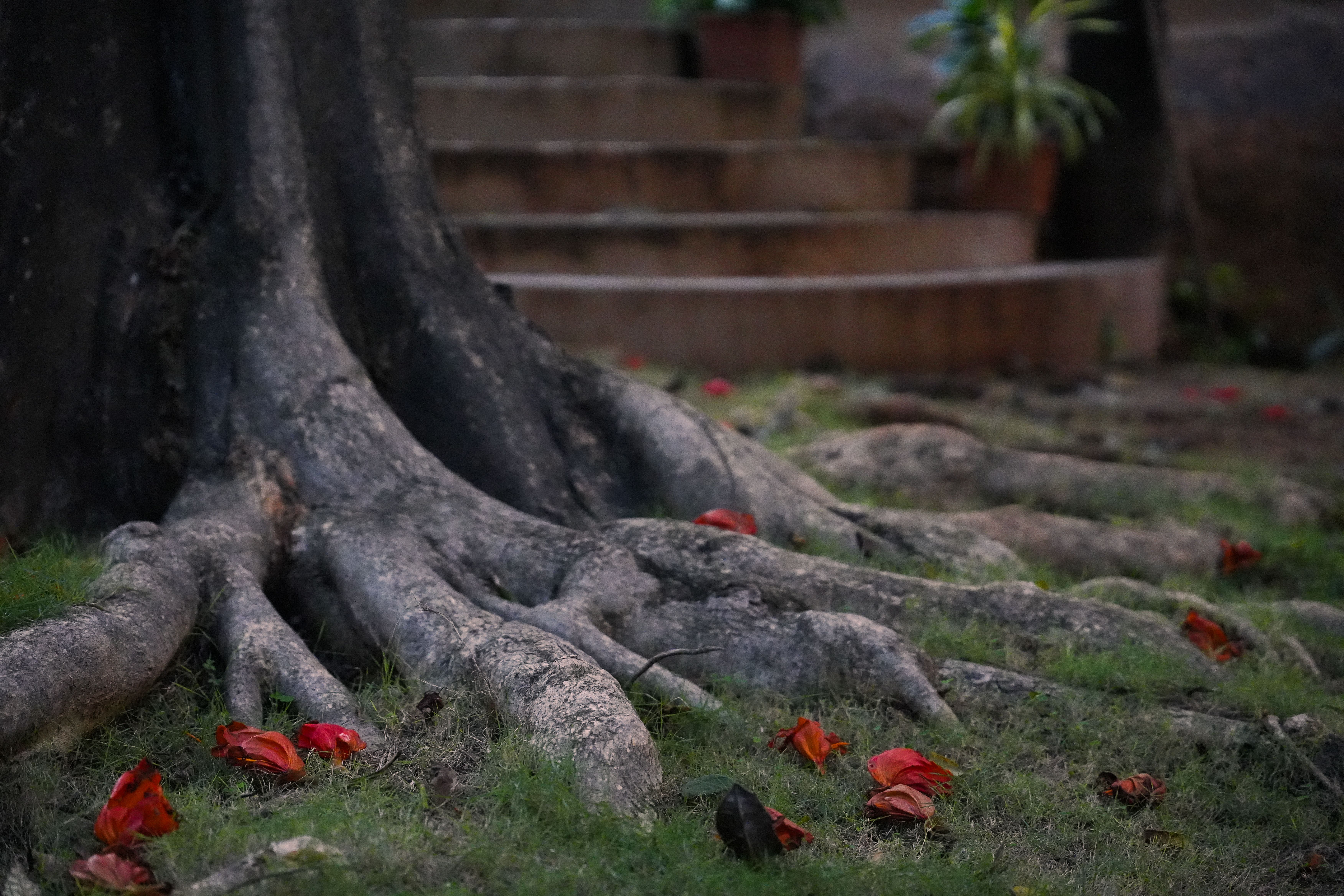 Majestic Tree Roots with Fallen Red Petals · Free Stock Photo