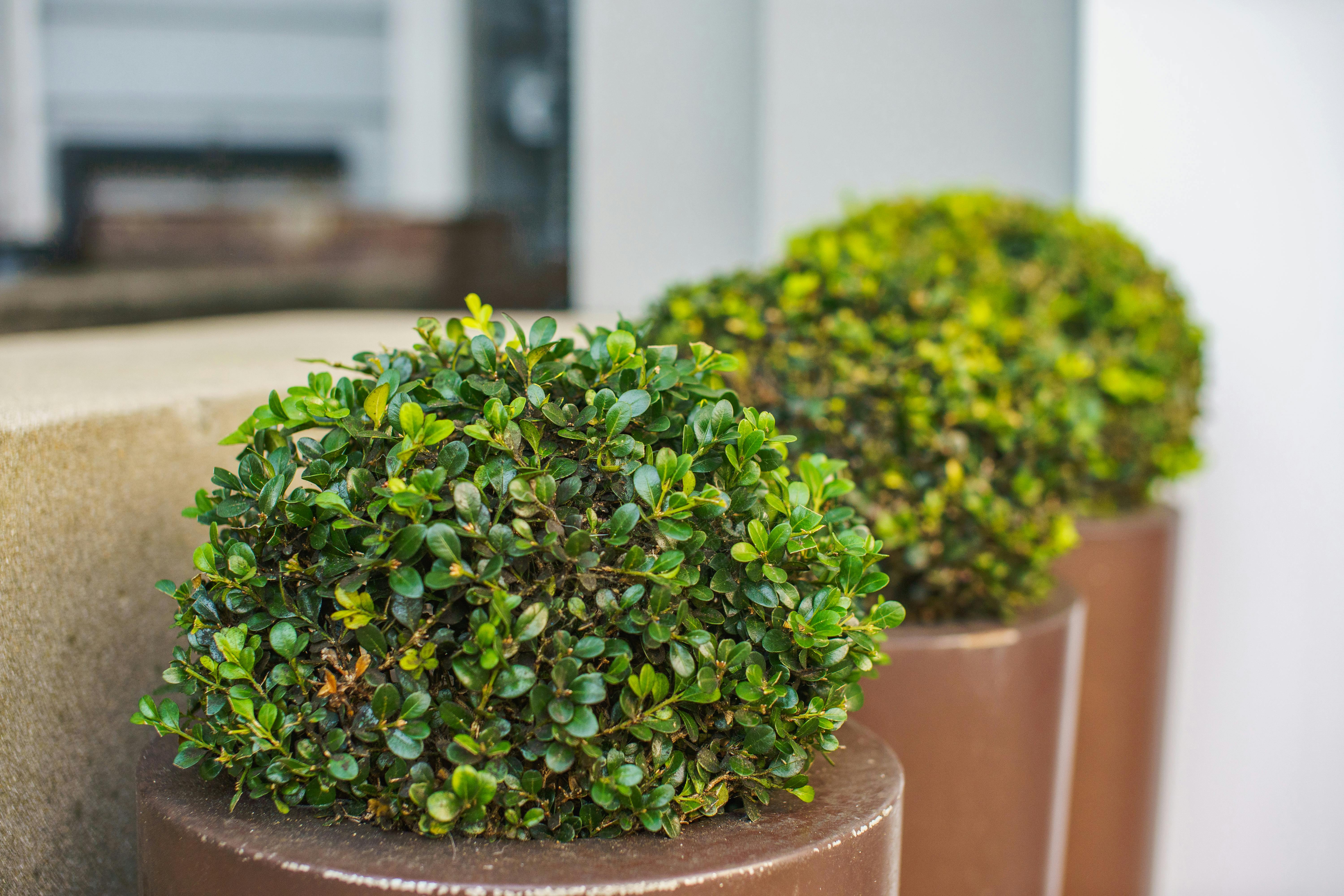 Identical Planters With Evergreen Shrubs On Either Side Of A Front Door