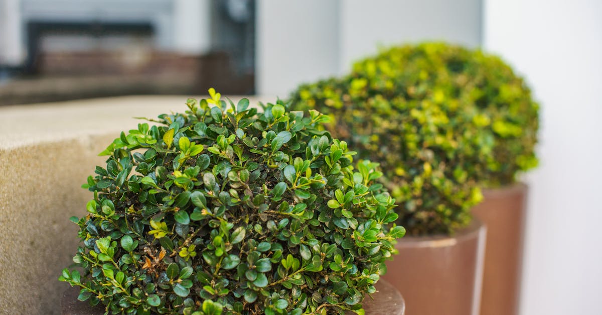 Identical Planters With Evergreen Shrubs On Either Side Of A Front Door