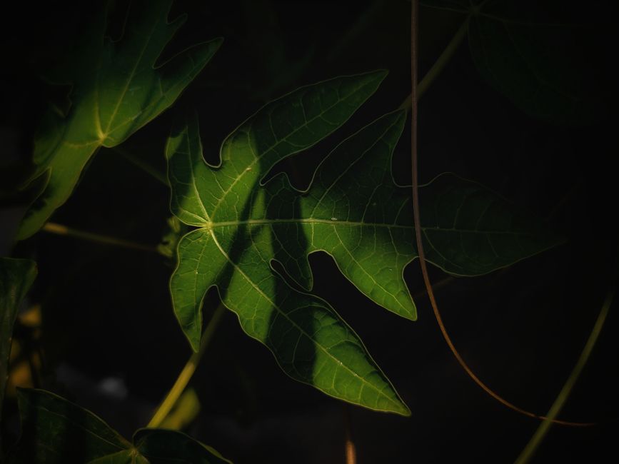 Close-up of papaya leaves with sunlight casting shadows, creating a textured aesthetic.