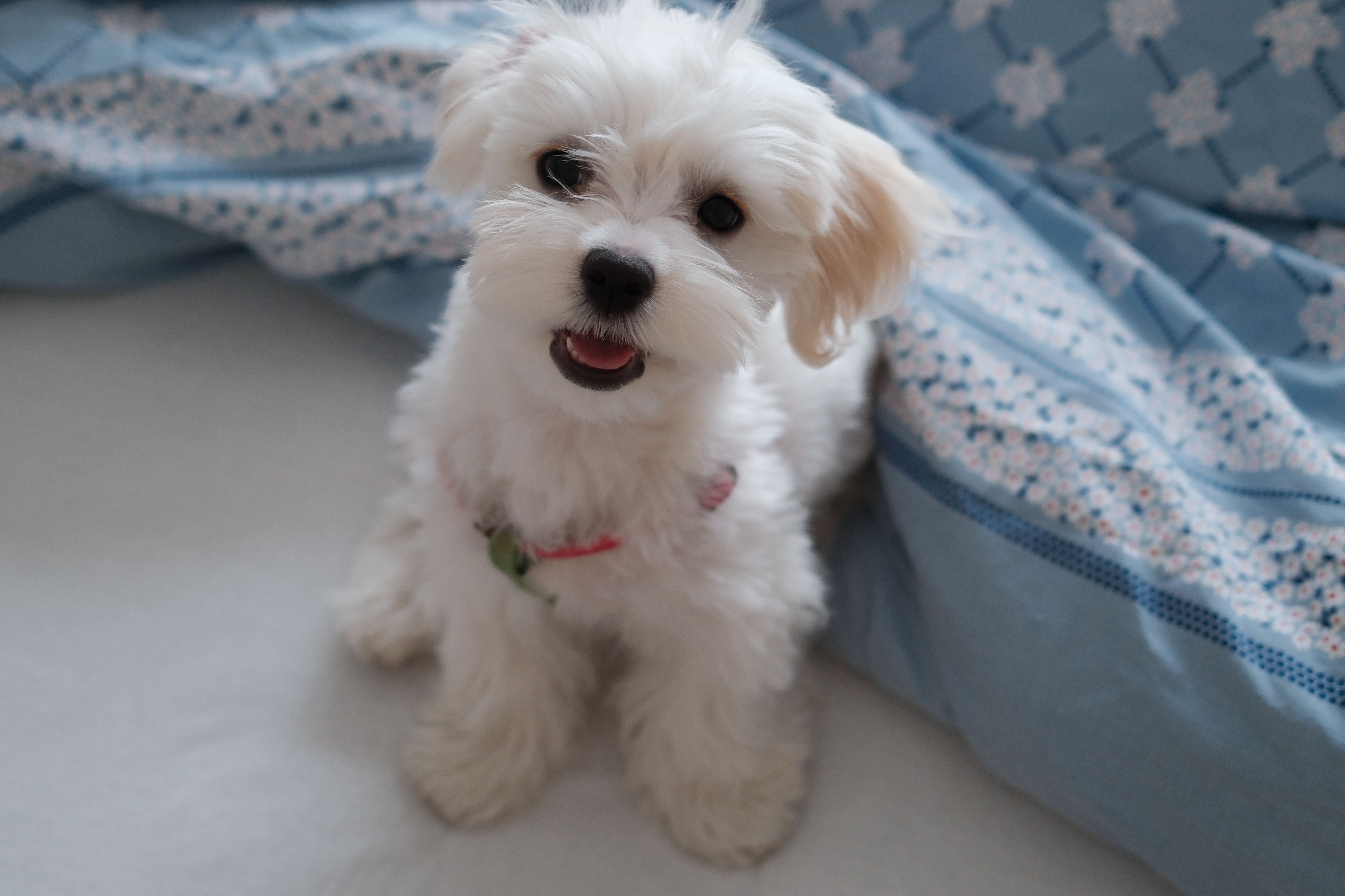 Maltese Puppies On Sale in South! 🎀 Elegant, pure white, and non-shedding. Healthy tea-cup size pups available. Limited Stock—Book today at Nearby Pets India!