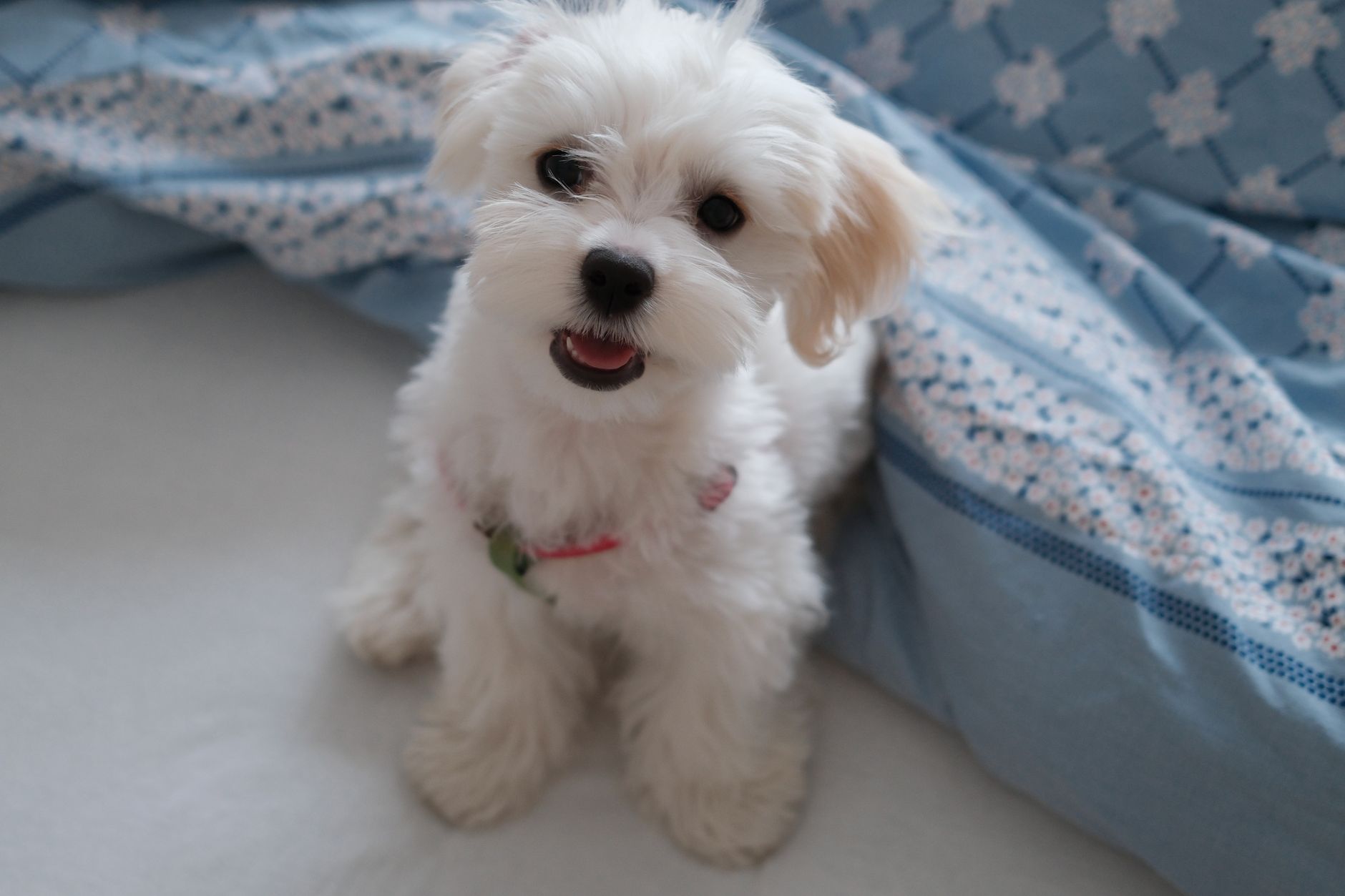 Cute Maltese puppy sitting on a blue patterned blanket indoors, looking happy and playful.