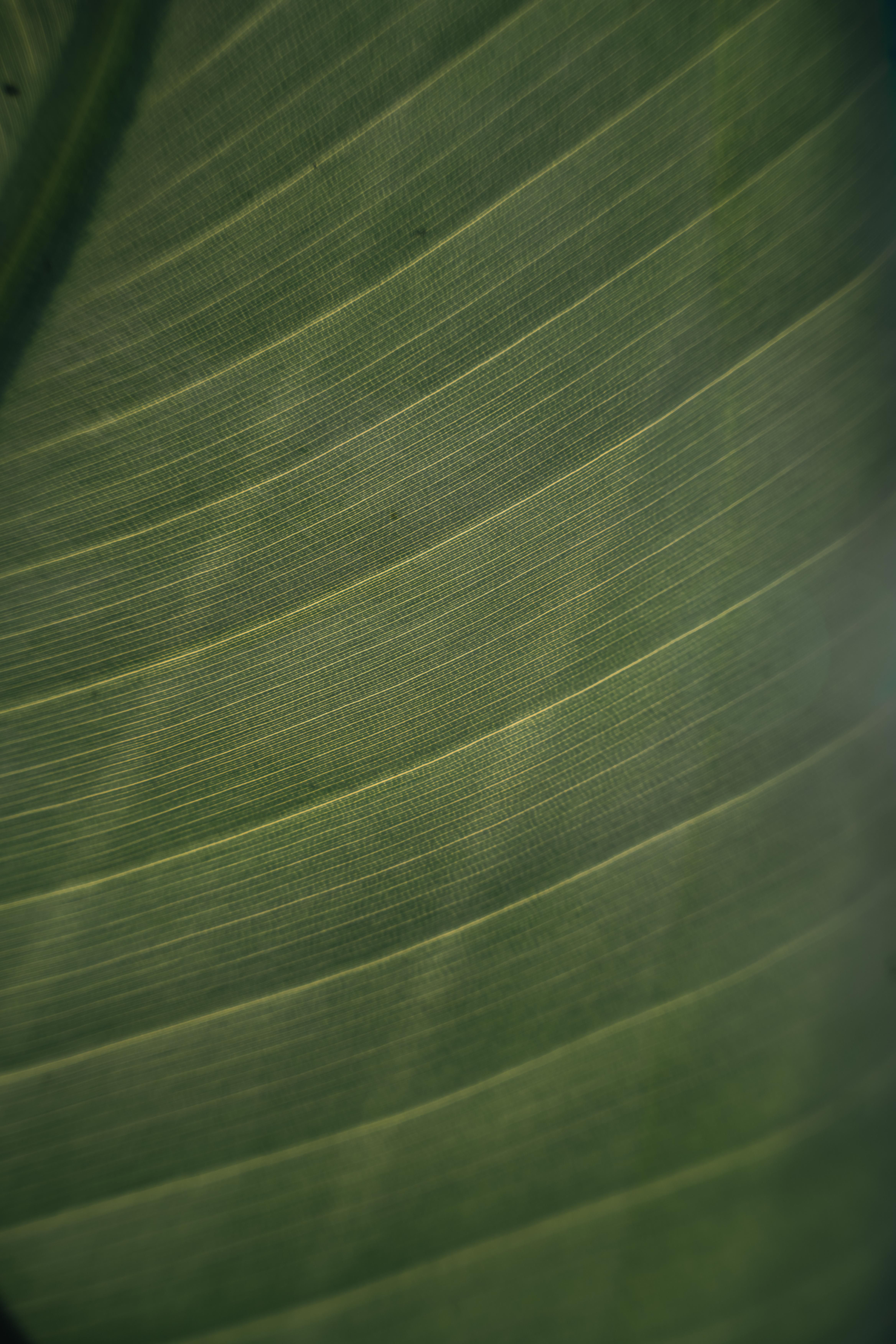 Close-Up of Green Leaf Showing Veins and Texture · Free Stock Photo