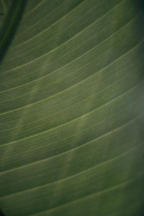 Free Detailed macro shot of a green leaf highlighting its veins and texture, perfect for nature themes. Stock Photo