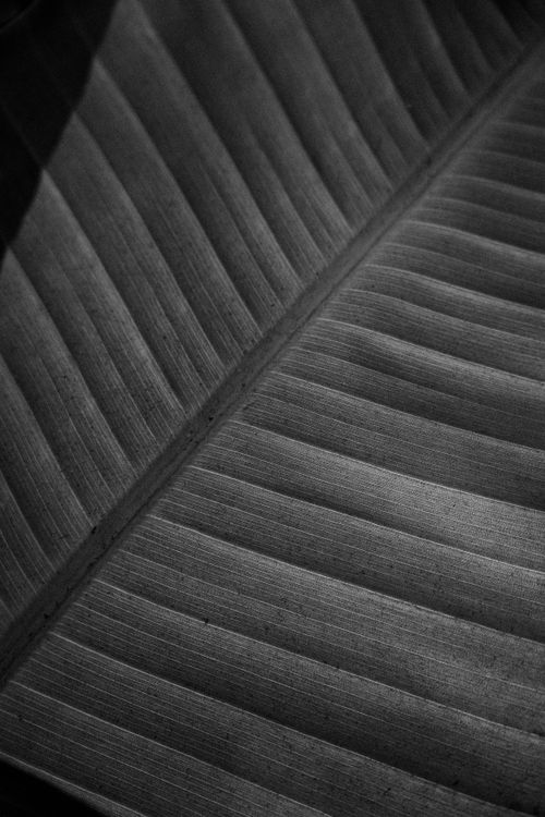 Free A detailed black and white close-up of a banana leaf showing natural textures and patterns. Stock Photo