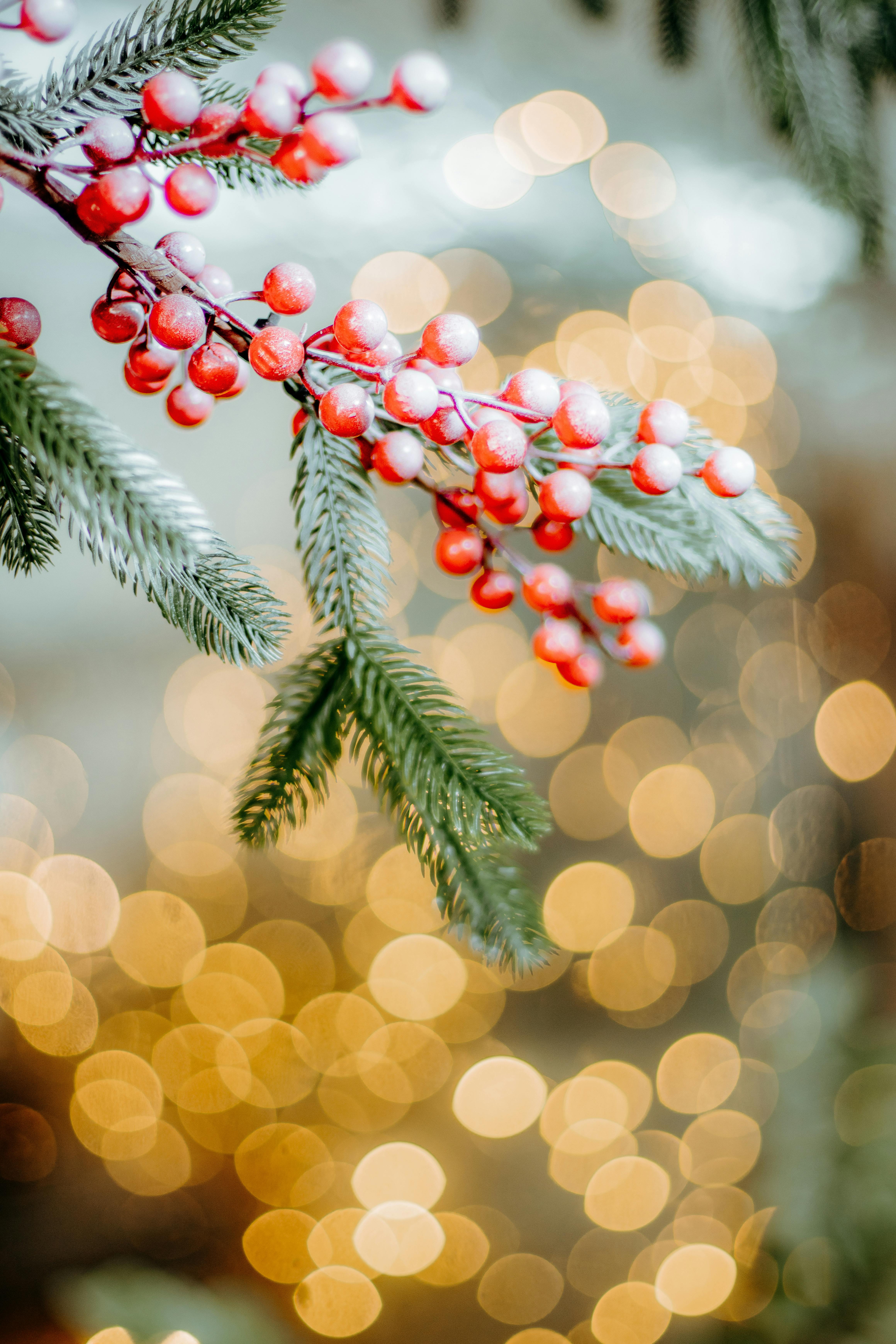 Close-up of red berries on pine branches with festive bokeh background.