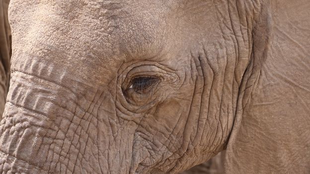 Detailed close-up of an elephant's eye showcasing its textured skin and natural wrinkles.