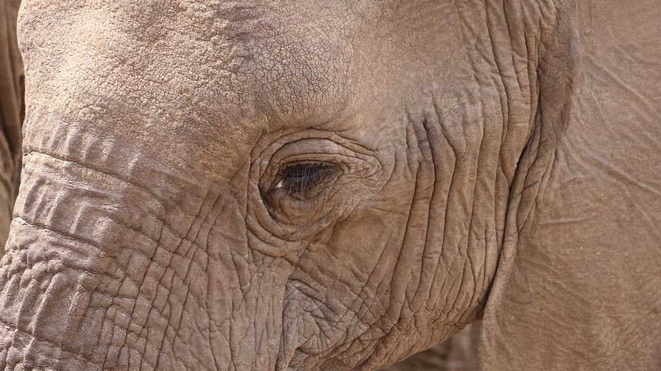 Detailed close-up of an elephant's eye showcasing its textured skin and natural wrinkles.