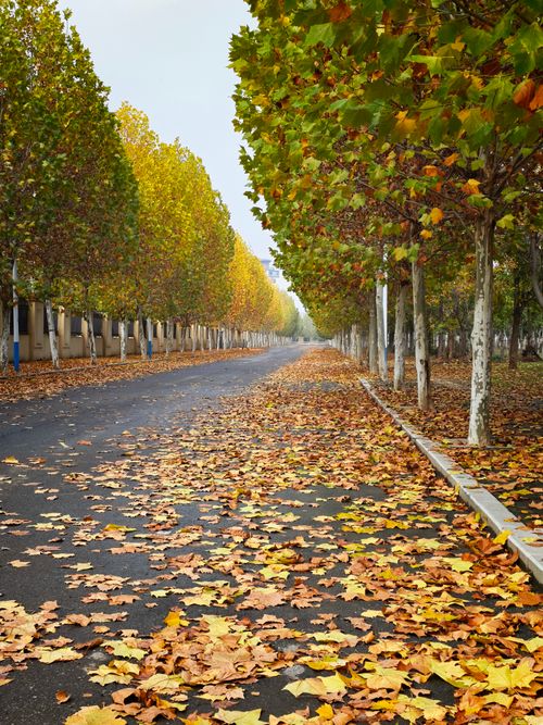 Free Serene road flanked by autumn trees with colorful leaves scattered across. Stock Photo